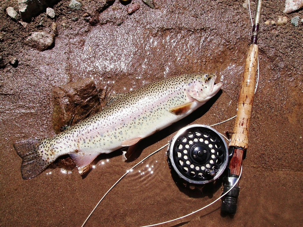 One dead trout fish