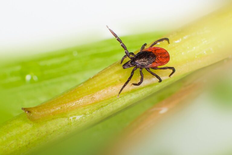 close up of castor bean tick on leaf