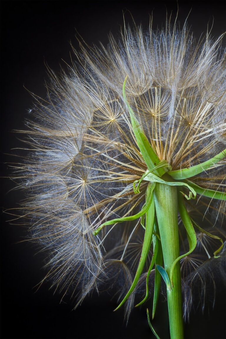 dandelion, weed, plant, spring, blow, head, outdoors, pollination, flora, seed, softness, allergic, allergy, life, botany, green, nature, summer, stem, dandelion, allergic, allergy, allergy, allergy, allergy, allergy
