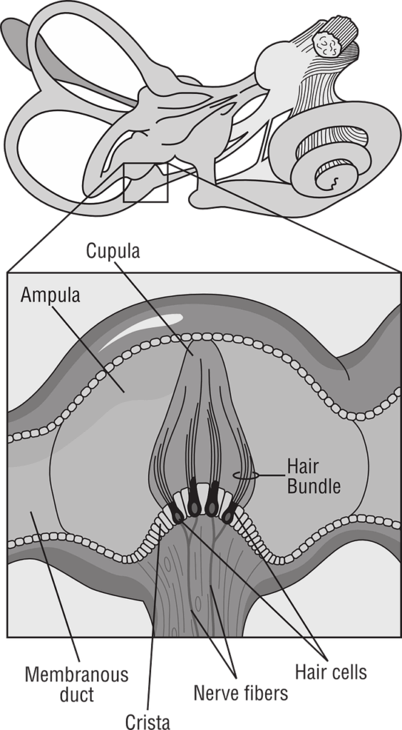 inner ear, balance, human, anatomy, organ, medicine, gray balance, gray medicine, gray human, inner ear, inner ear, inner ear, inner ear, inner ear