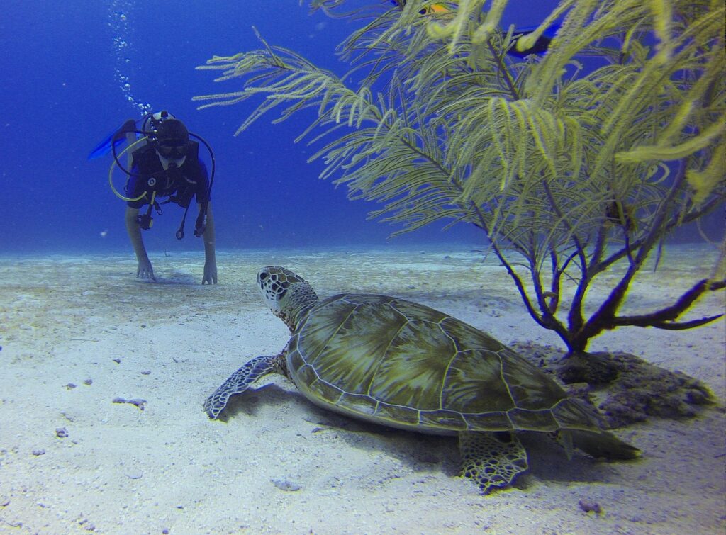 diver, turtle, mexico, scuba diving, encounter, diver, scuba diving, scuba diving, scuba diving, scuba diving, scuba diving